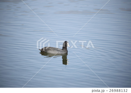 オオバン( 大鷭 / Fulica atra / Black coot ) 26988132