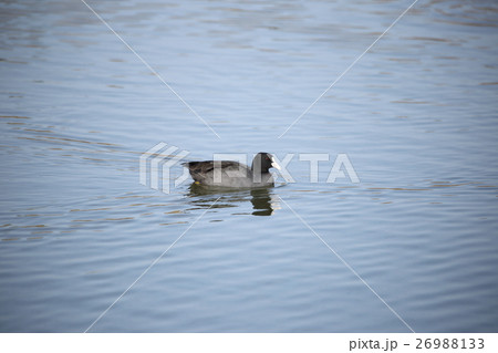 オオバン( 大鷭 / Fulica atra / Black coot ) オオバン( 大鷭 / Fulica atra / Black coot ) 26988133