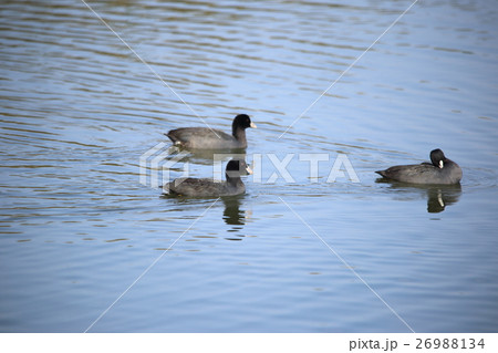 オオバン( 大鷭 / Fulica atra / Black coot ) オオバン( 大鷭 / Fulica atra / Black coot ) 26988134