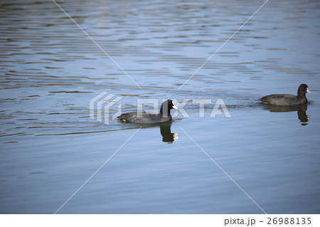 オオバン( 大鷭 / Fulica atra / Black coot ) 26988135