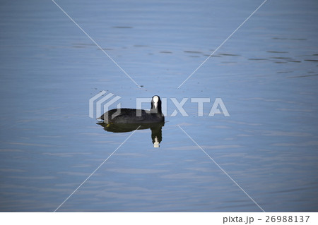 オオバン( 大鷭 / Fulica atra / Black coot ) 26988137