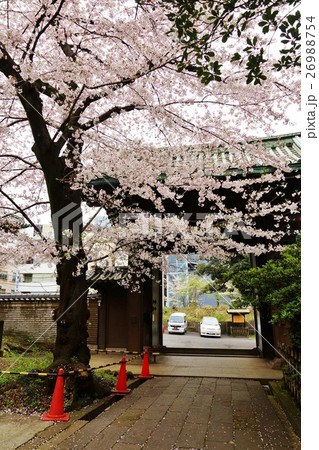 東京観光スポット桜スポット・湯島聖堂の門内の桜・門内から縦位置 東京観光スポット桜スポット・湯島聖堂の門内の桜・門内から縦位置 26988754