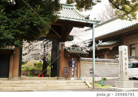 東京観光スポット桜スポット・湯島聖堂の仰高門と門内の桜と案内石標・横位置 東京観光スポット桜スポット・湯島聖堂の仰高門と門内の桜と案内石標・横位置 26988793
