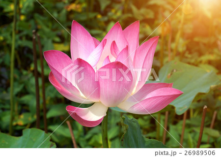 Pink lotus in the morning. Pink lotus in the morning. 26989506