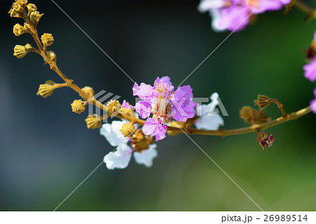 Violet color of Queen's crape myrtle flower. 26989514