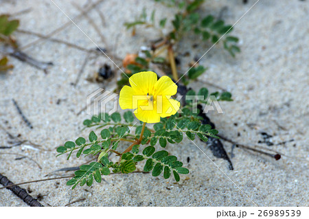Yellow flowers. (Tribulus terrestris Linn.) 26989539
