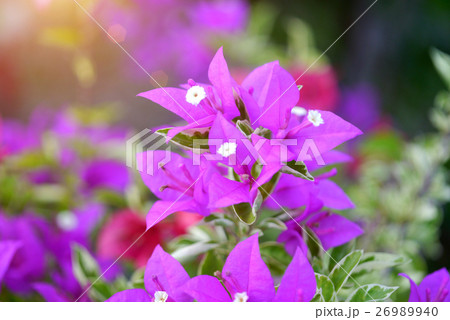 Bougainvillea flowers 26989940