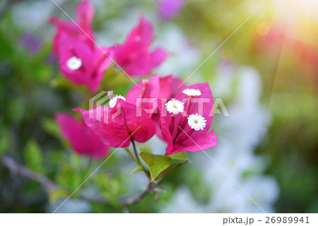 Bougainvillea flowers 26989941