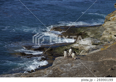 Rockhopper Penguins Rockhopper Penguins 26990199