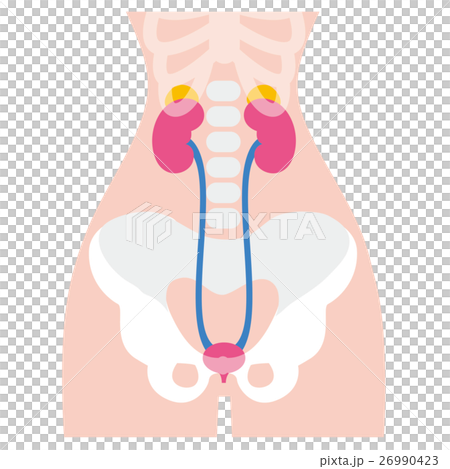 Kidney illustration 26990423
