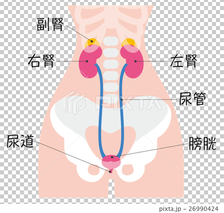 腎臓のイラスト（名称付き） 26990424