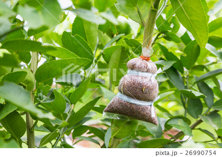 Plant Propagation Background 26990754