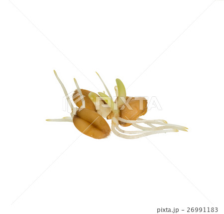 Grains of wheat germ isolated Grains of wheat germ isolated 26991183
