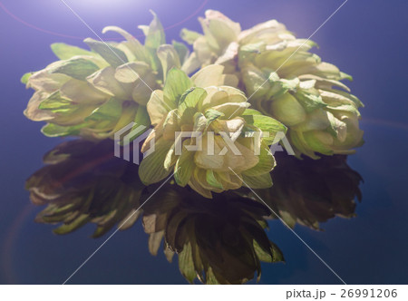 hop cones on a dark background hop cones on a dark background 26991206