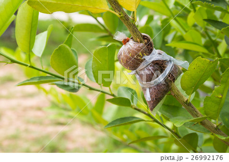 Plant Propagation Background 26992176