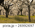 Beautiful blossoming cherry-tree garden, sunset 26992697