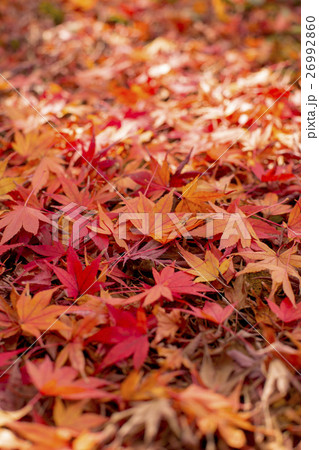 紅葉 落葉の写真素材