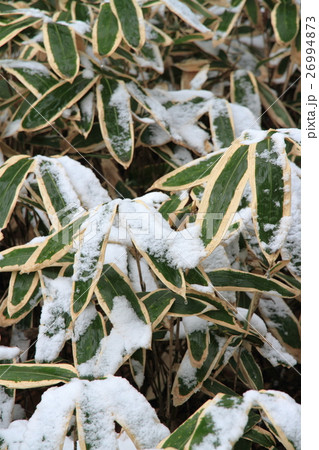 雪の日のクマザサ 26994873