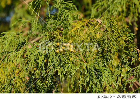 樹木・ヒバ　ヒノキ科 26994890