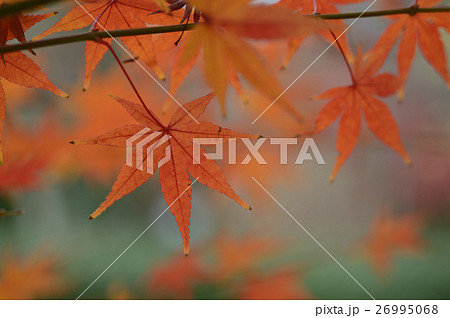 森の交流センターの紅葉 森の交流センターの紅葉 26995068