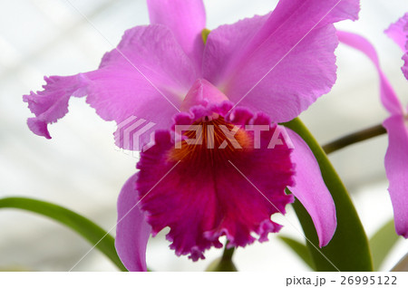 花きセンターのカトレア、はなやかに 26995122