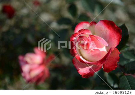 花きセンターのバラ、さわやかに 26995128