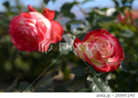 花きセンターのバラ、さわやかに 26995140