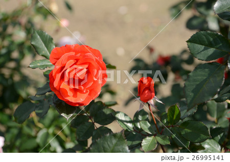 花きセンターのバラ、さわやかに 26995141