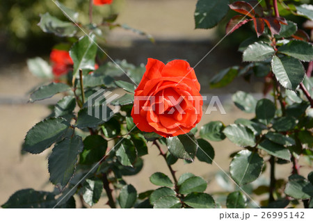 花きセンターのバラ、さわやかに 26995142