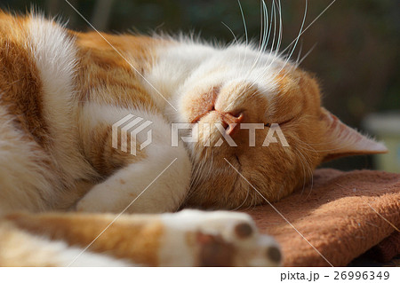眠る茶猫 眠る茶猫 26996349