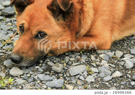 見つめる犬 26996366