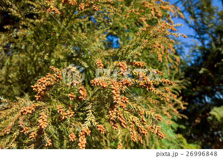 飛散前のスギ花粉 26996848