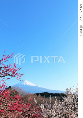 春の青空と満開の梅 そして富士山 春の青空と満開の梅 そして富士山 26997584