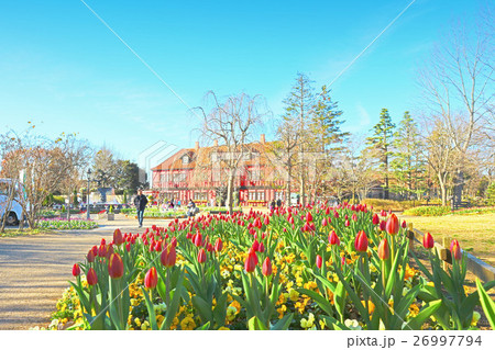 ふなばしアンデルセン公園のアイスチューリップとコミュニティーセンター（12月）千葉県船橋市 26997794