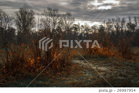 Orange leaves near Ticino river 26997954