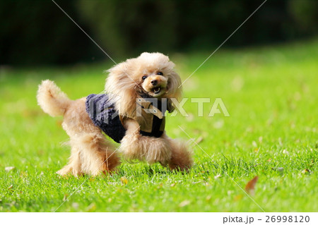 犬 ティーカッププードル ドッグランの写真素材