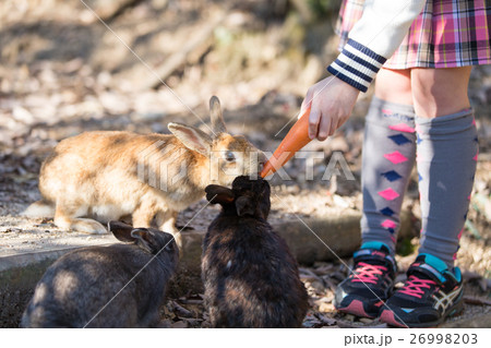 うさぎの楽園(大久野島) うさぎの楽園(大久野島) 26998203