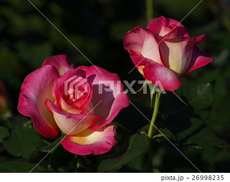 カリフォルニアドリーミング桃色の花 26998235