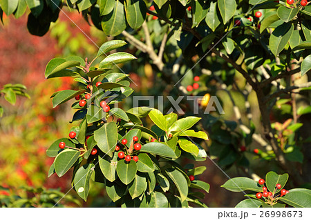 樹木・クロガネモチ モチノキ科 樹木・クロガネモチ モチノキ科 26998673