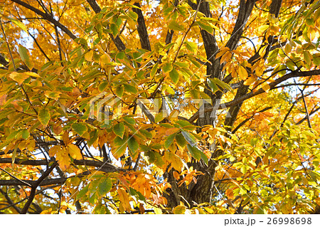 樹木・コナラ　ブナ科 26998698