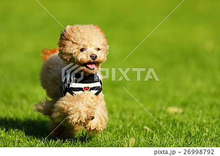 犬 ティーカッププードル ドッグランの写真素材