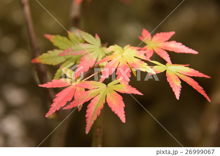 秋のモミジ 26999067