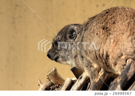 ハイラックス ハイラックス 26999567