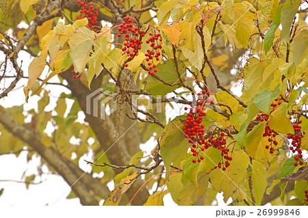 見沼田圃・朝霧のイイギリ　イイギリ科 26999846