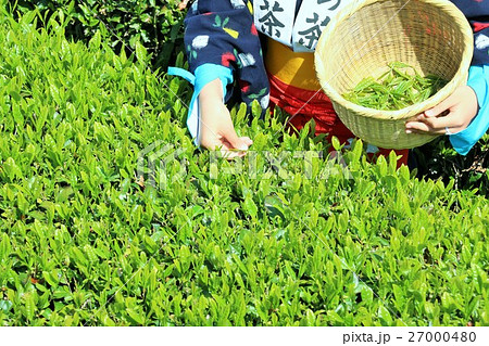 新緑の茶畑でお茶の葉を摘む 27000480