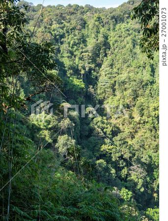 tropical evergreen forest in thailand 27001073