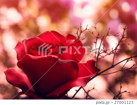 Red rose soft branch sweet colorful 27001125
