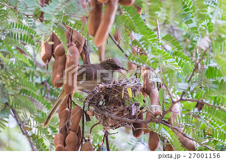 Mother bird perched on tamarind branch 27001156
