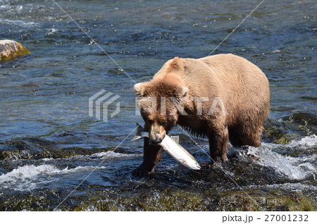 心に強く訴える熊 鮭 イラスト フリー 動物ゾーン