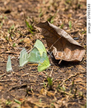 Butterfly group white green yellow on leaves Butterfly group white green yellow on leaves 27001583